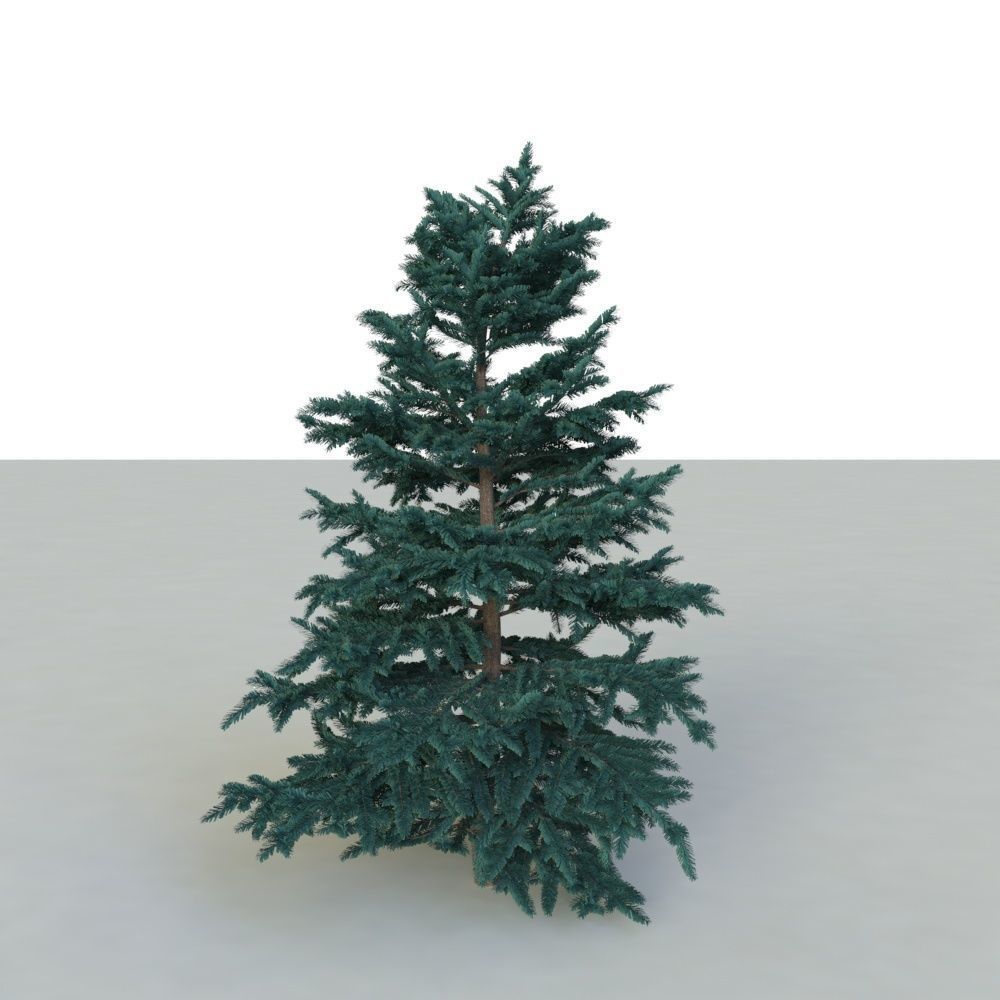 spruce tree 3 3D model_11