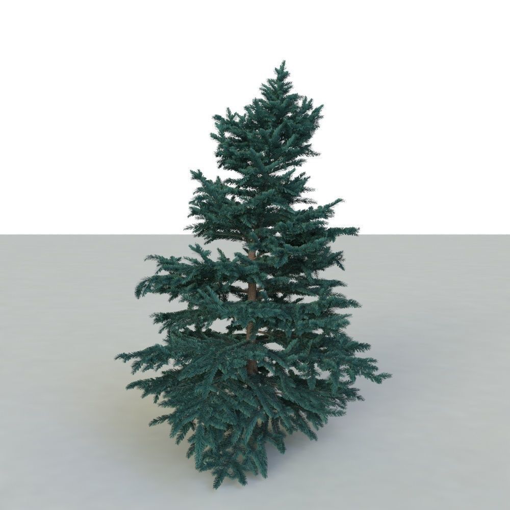 spruce tree 3 3D model_15