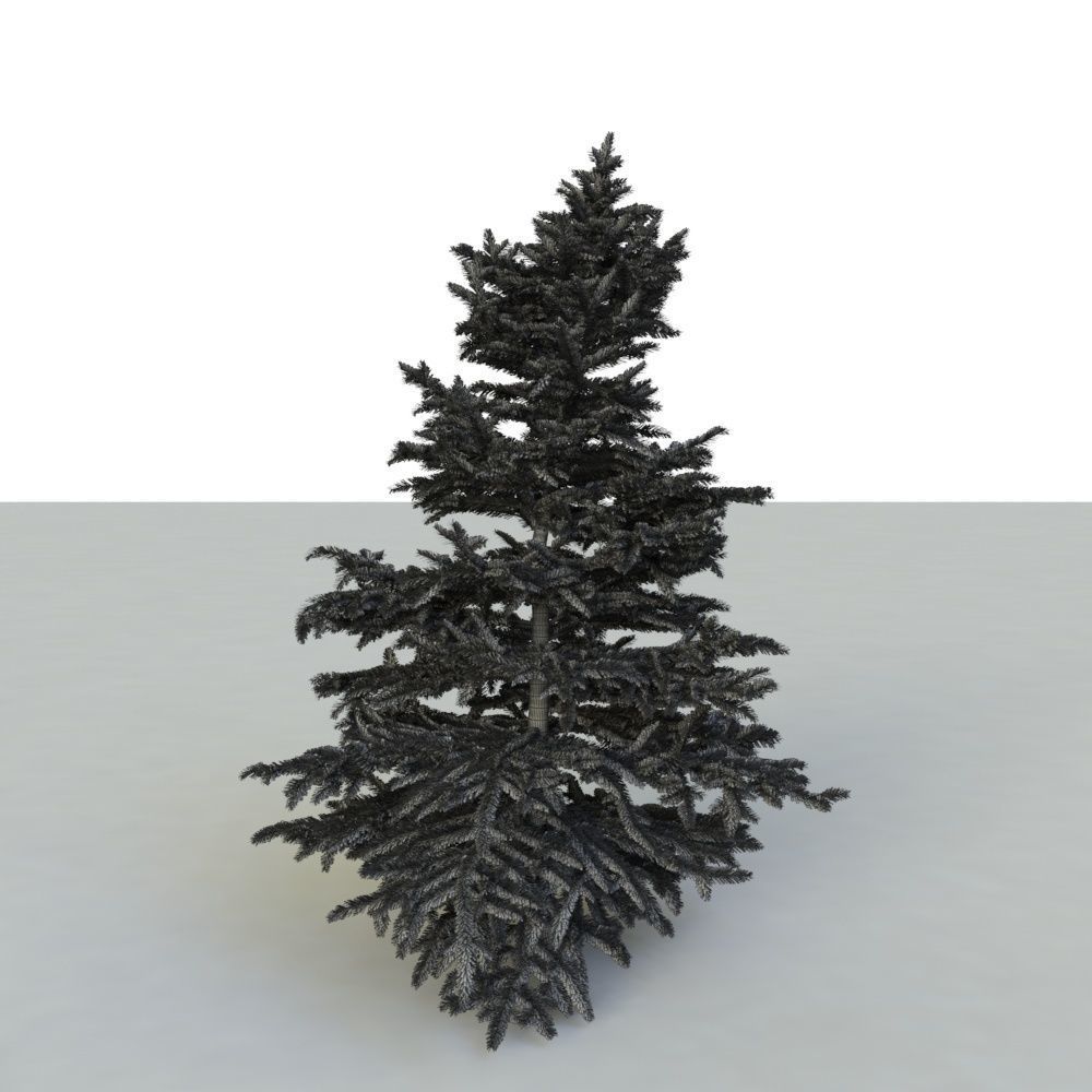 spruce tree 3 3D model_14
