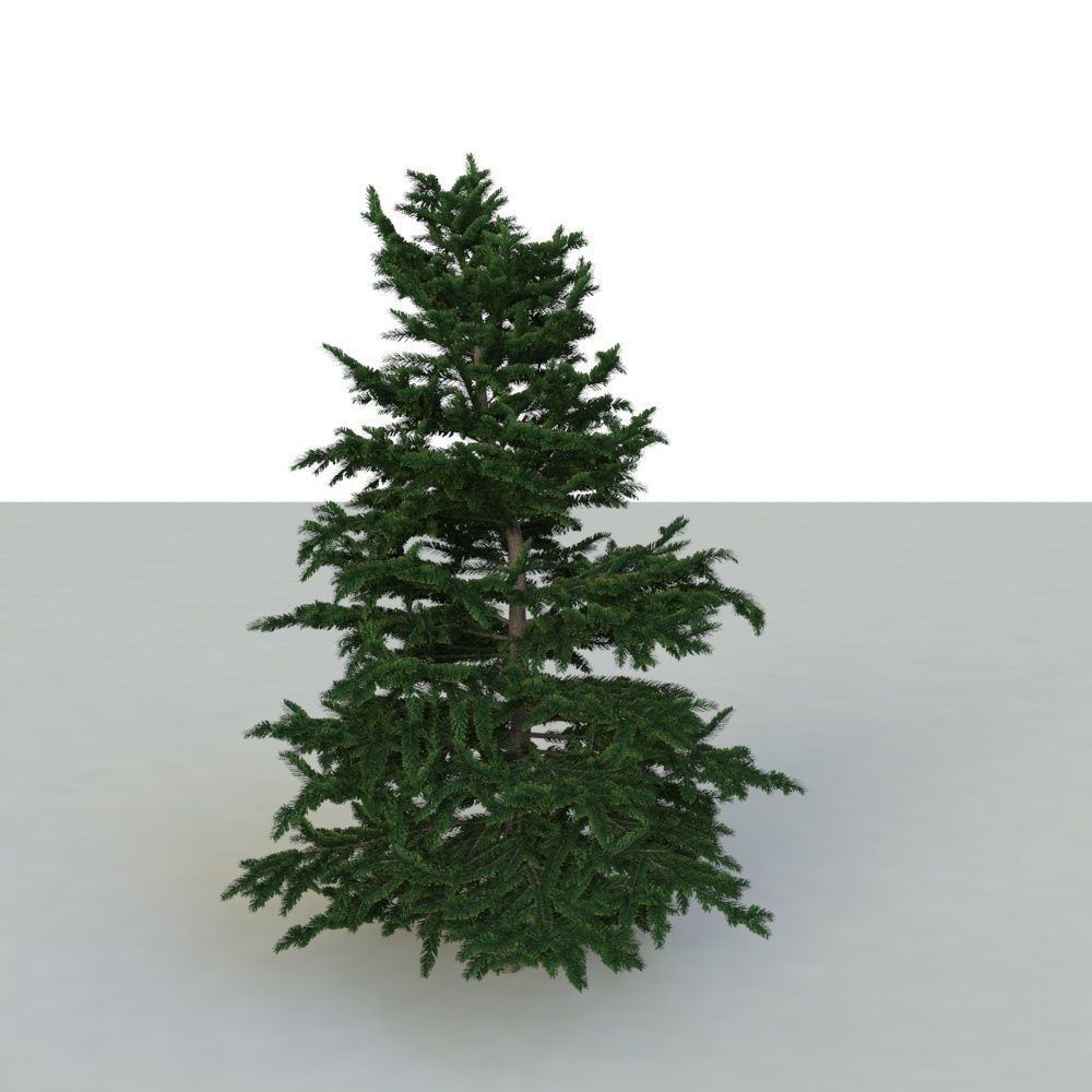 spruce tree 3 3D model_7