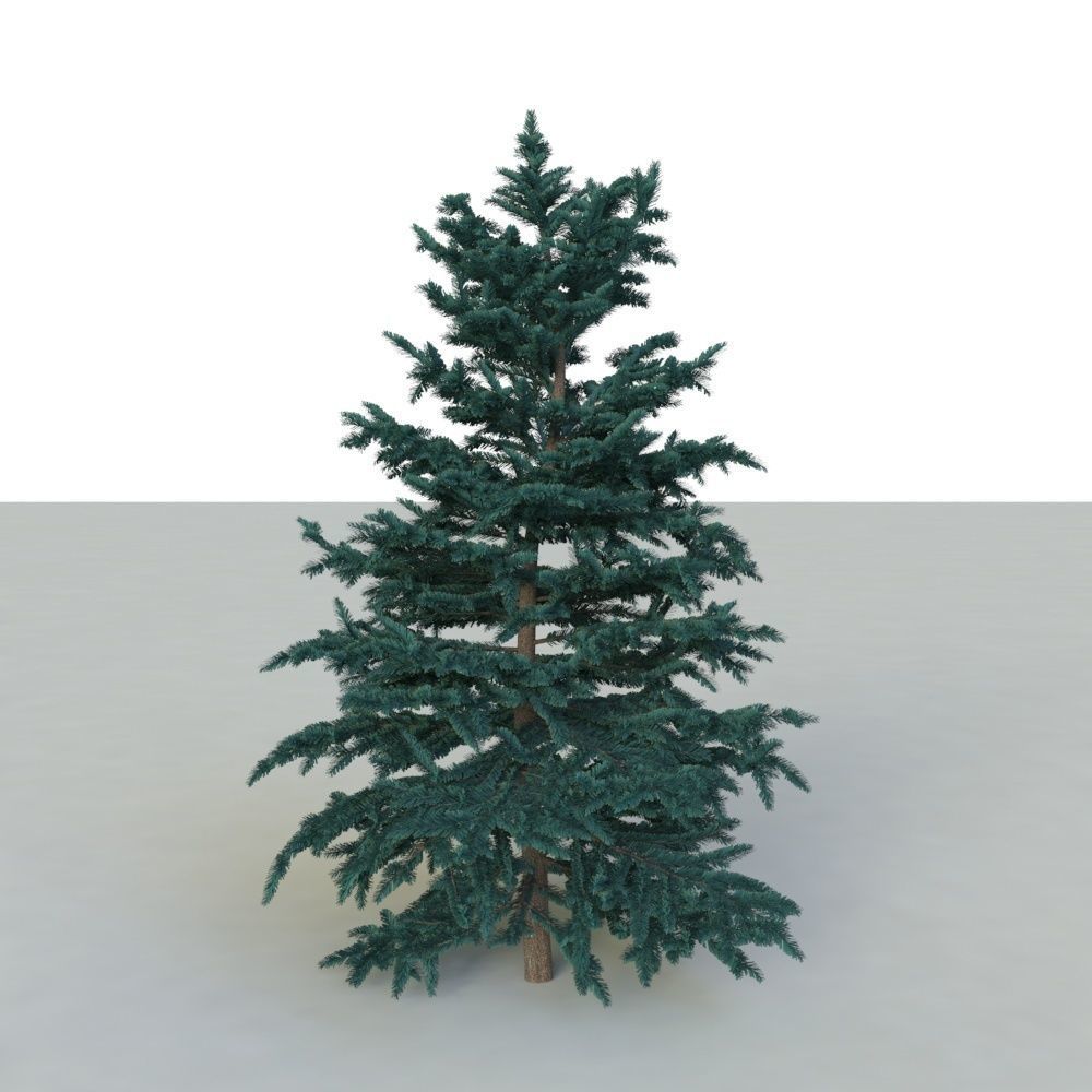 spruce tree 3 3D model_18