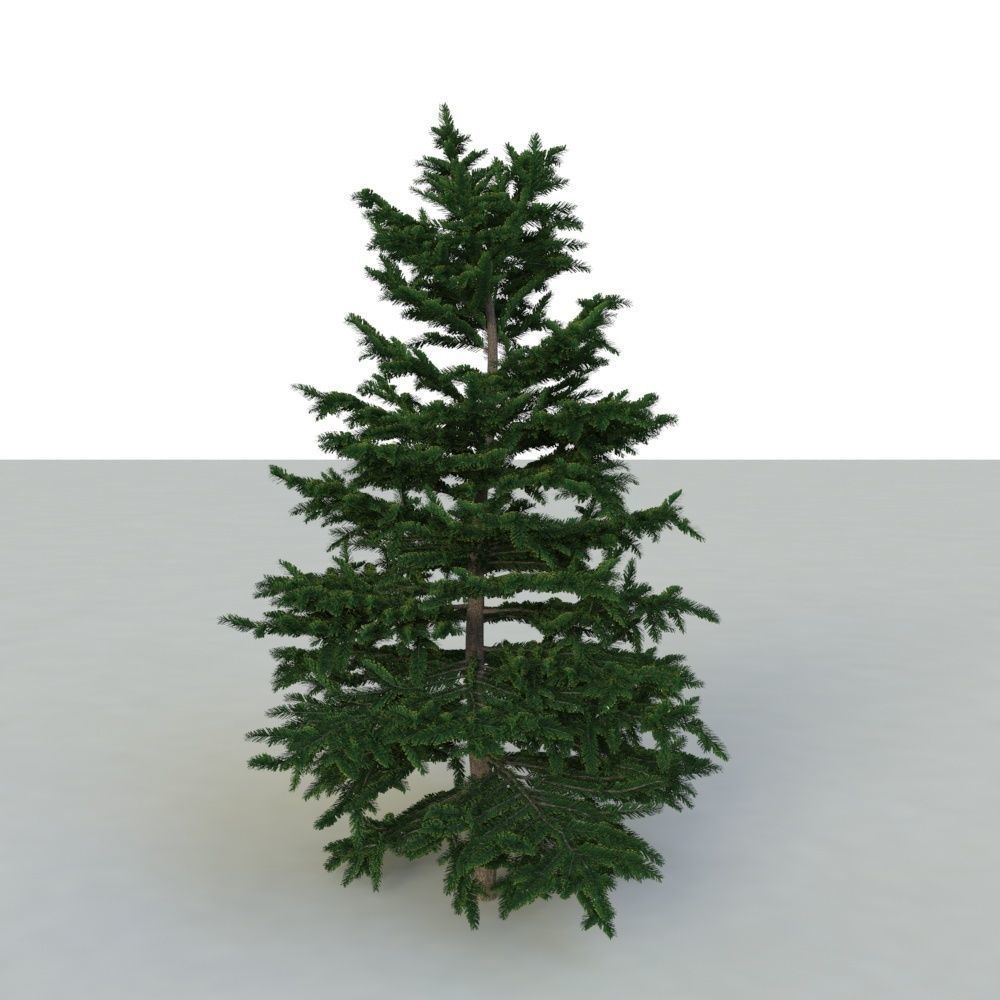 spruce tree 3 3D model_3