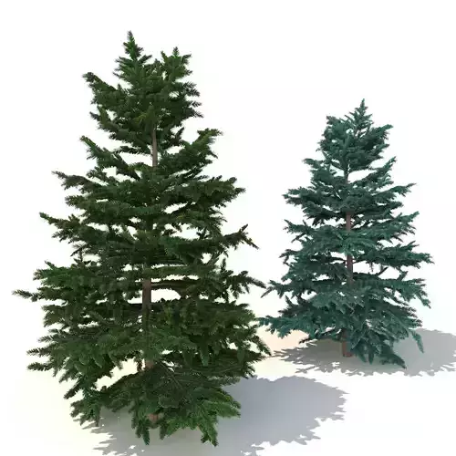 spruce tree 3 3D model