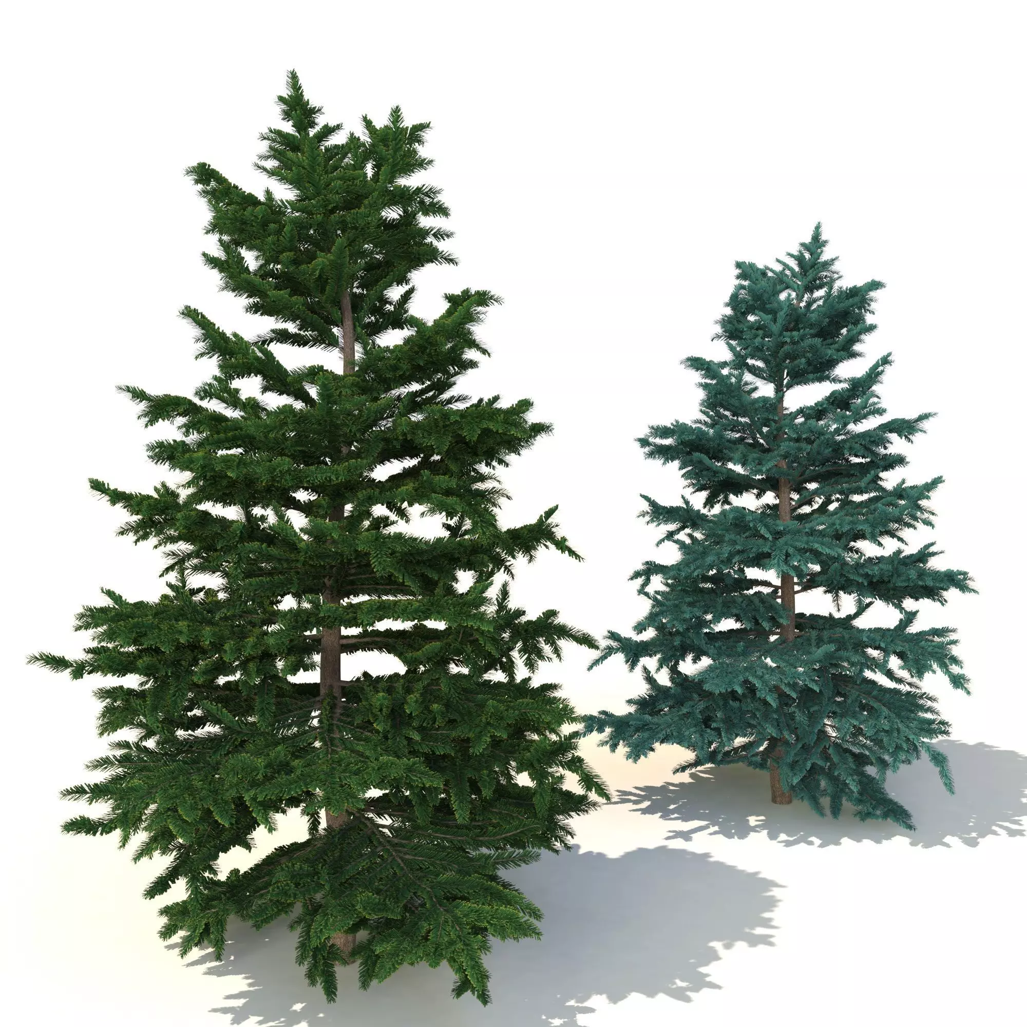 spruce tree 3 3D model_0