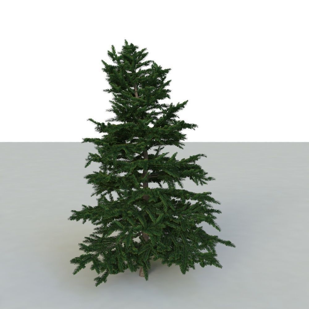 spruce tree 3 3D model_4