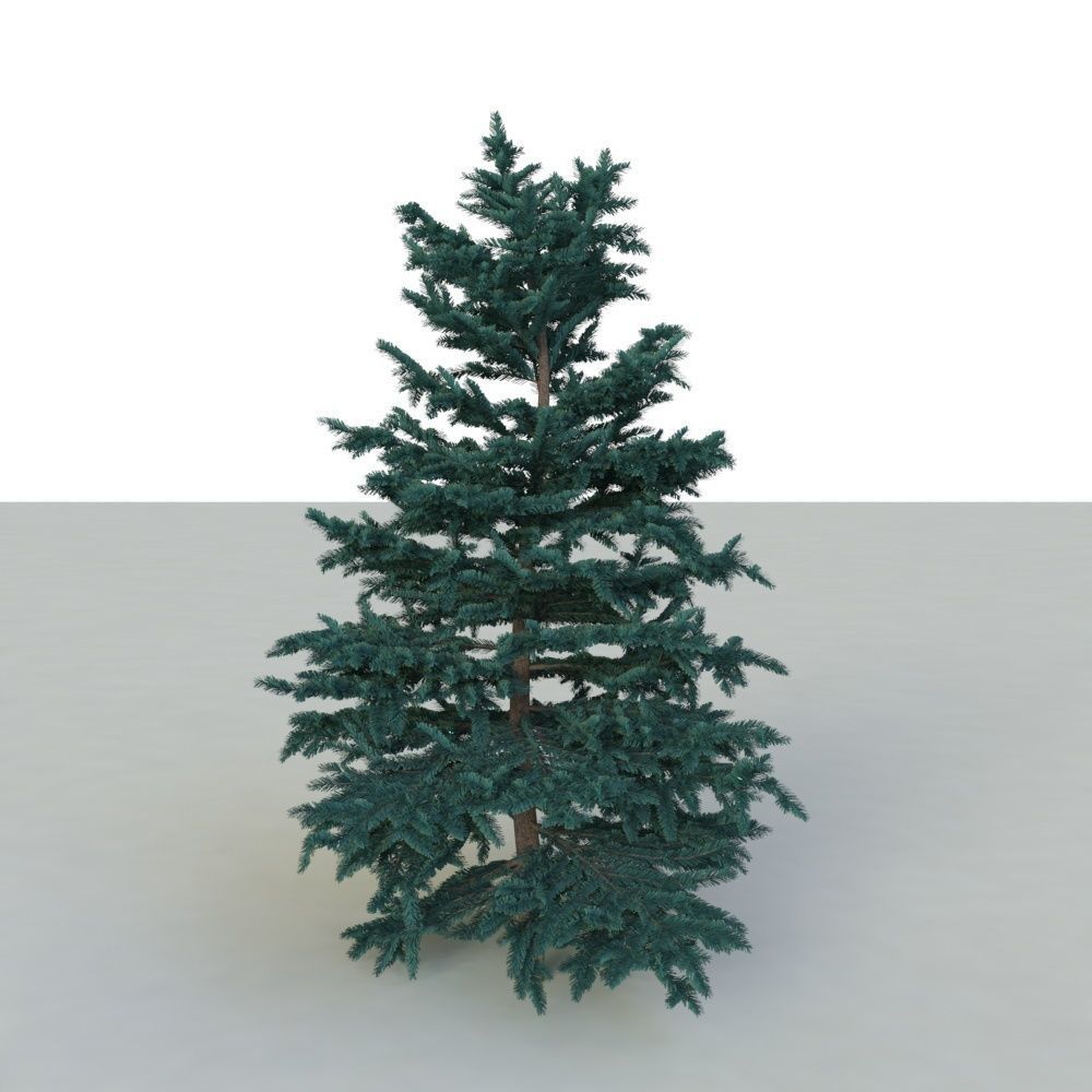 spruce tree 3 3D model_21