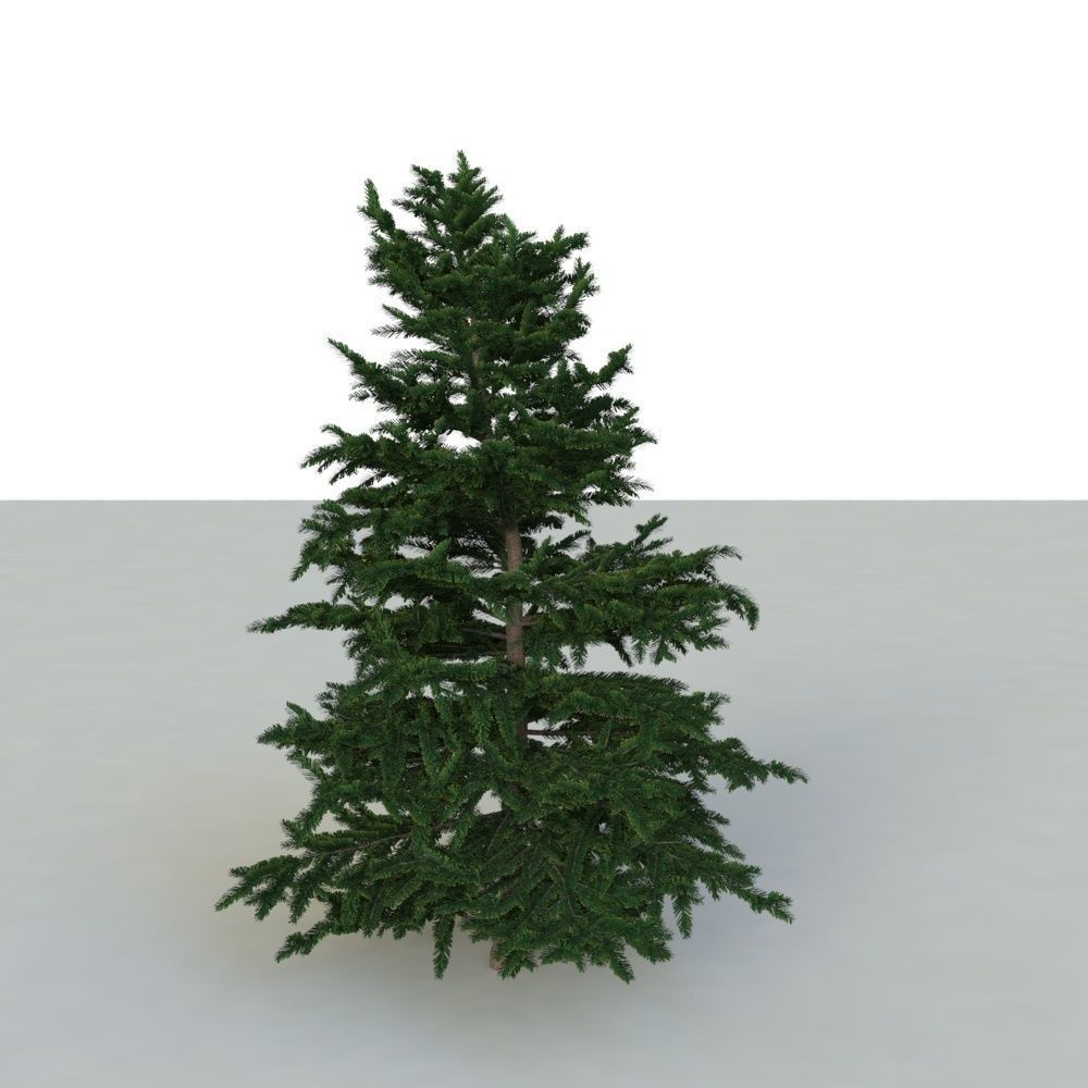 spruce tree 3 3D model_6