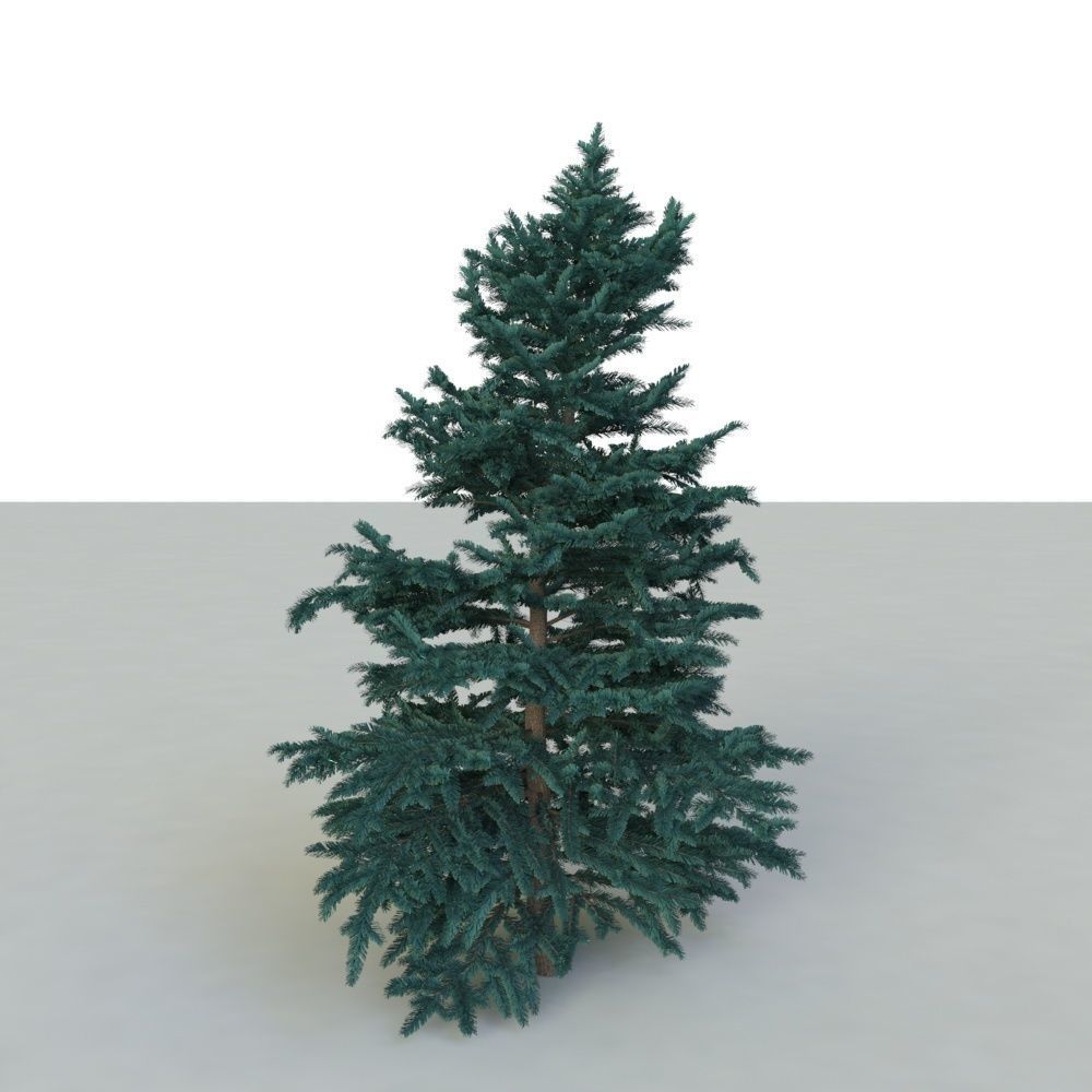 spruce tree 3 3D model_16