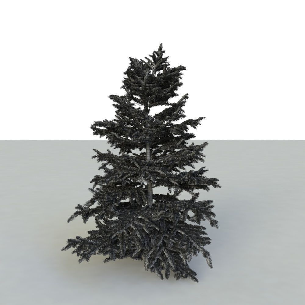 spruce tree 3 3D model_12