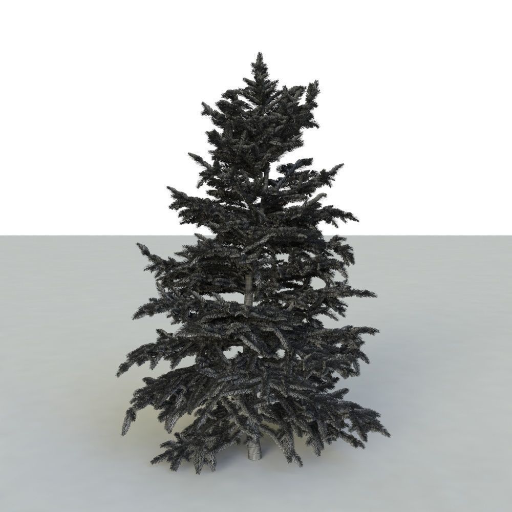 spruce tree 3 3D model_17