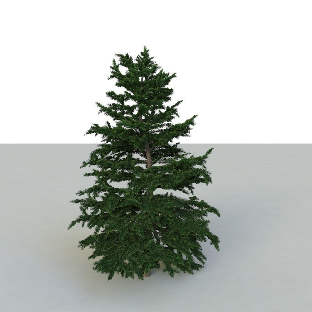 spruce tree 3 3D model_8
