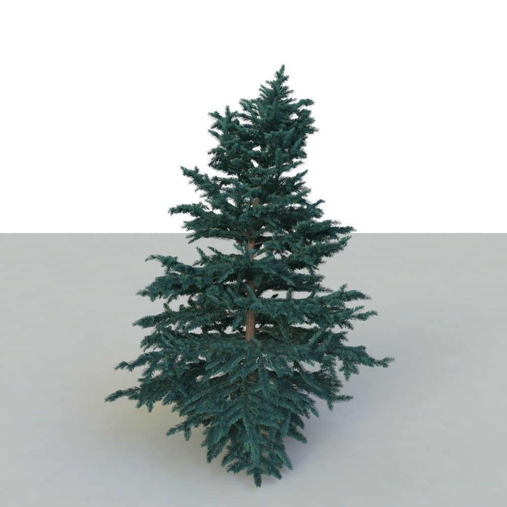 spruce tree 3 3D model_13
