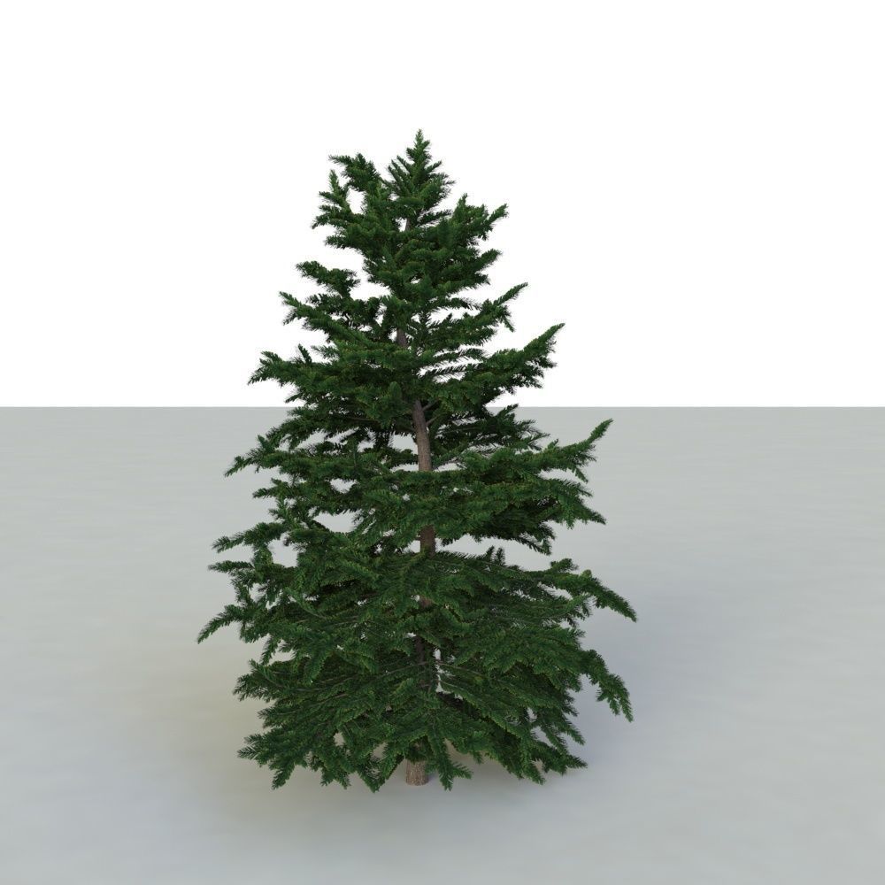 spruce tree 3 3D model_9