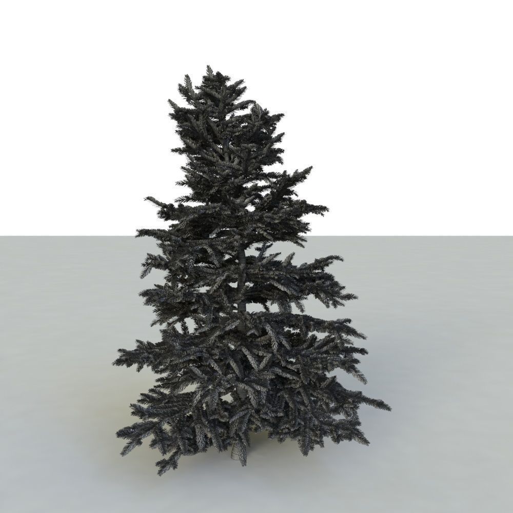 spruce tree 3 3D model_5