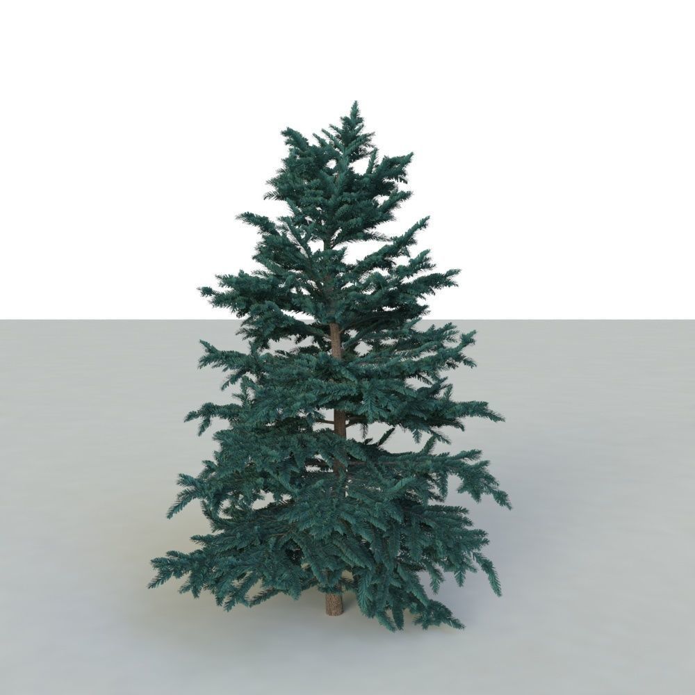 spruce tree 3 3D model_10