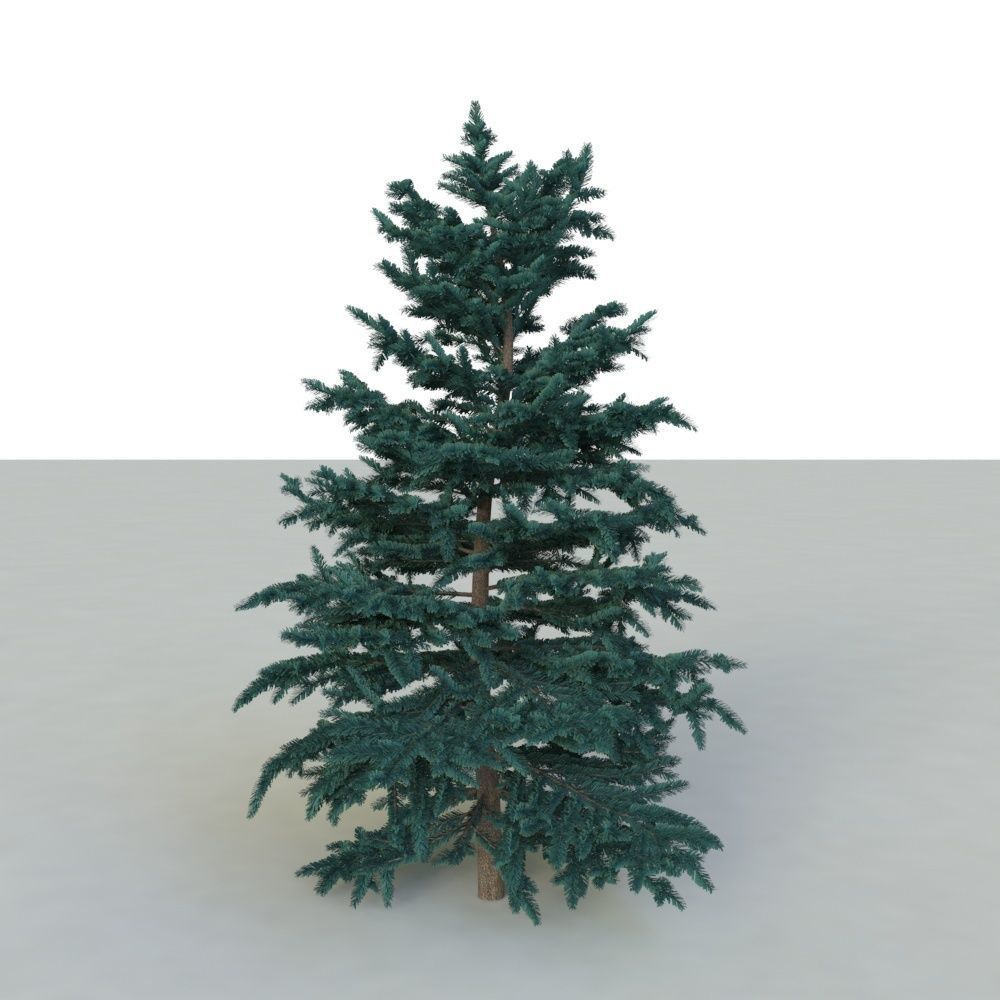spruce tree 3 3D model_19