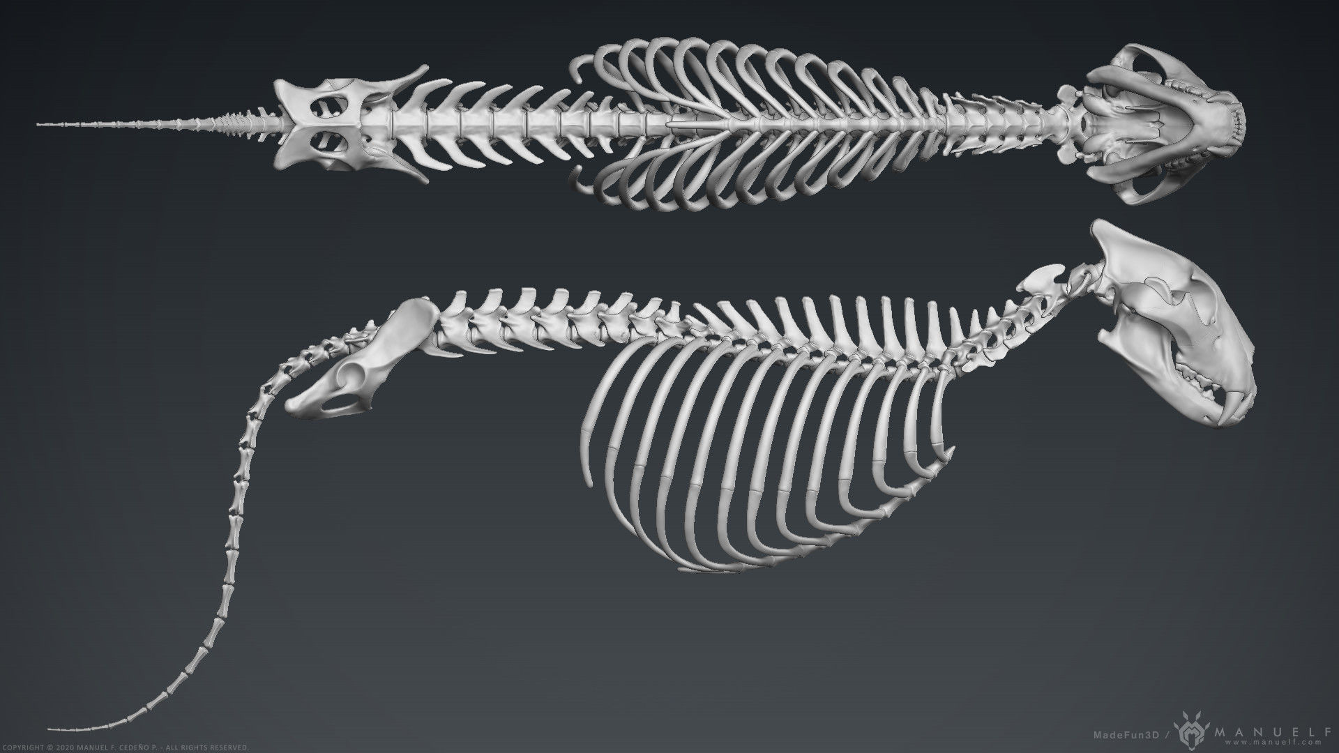 3D Lion Skeleton Sculpture 3D model_10