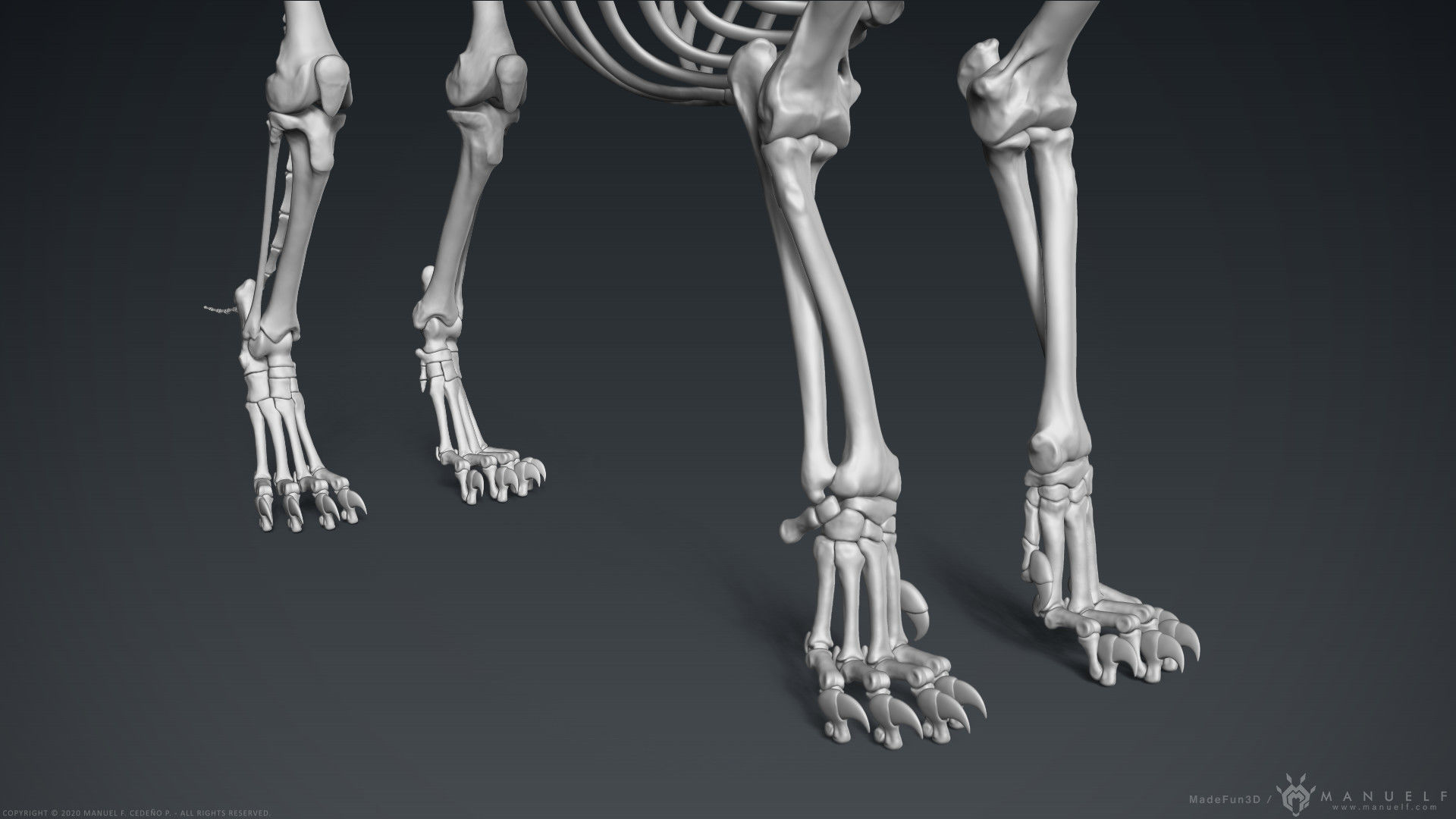 3D Lion Skeleton Sculpture 3D model_21