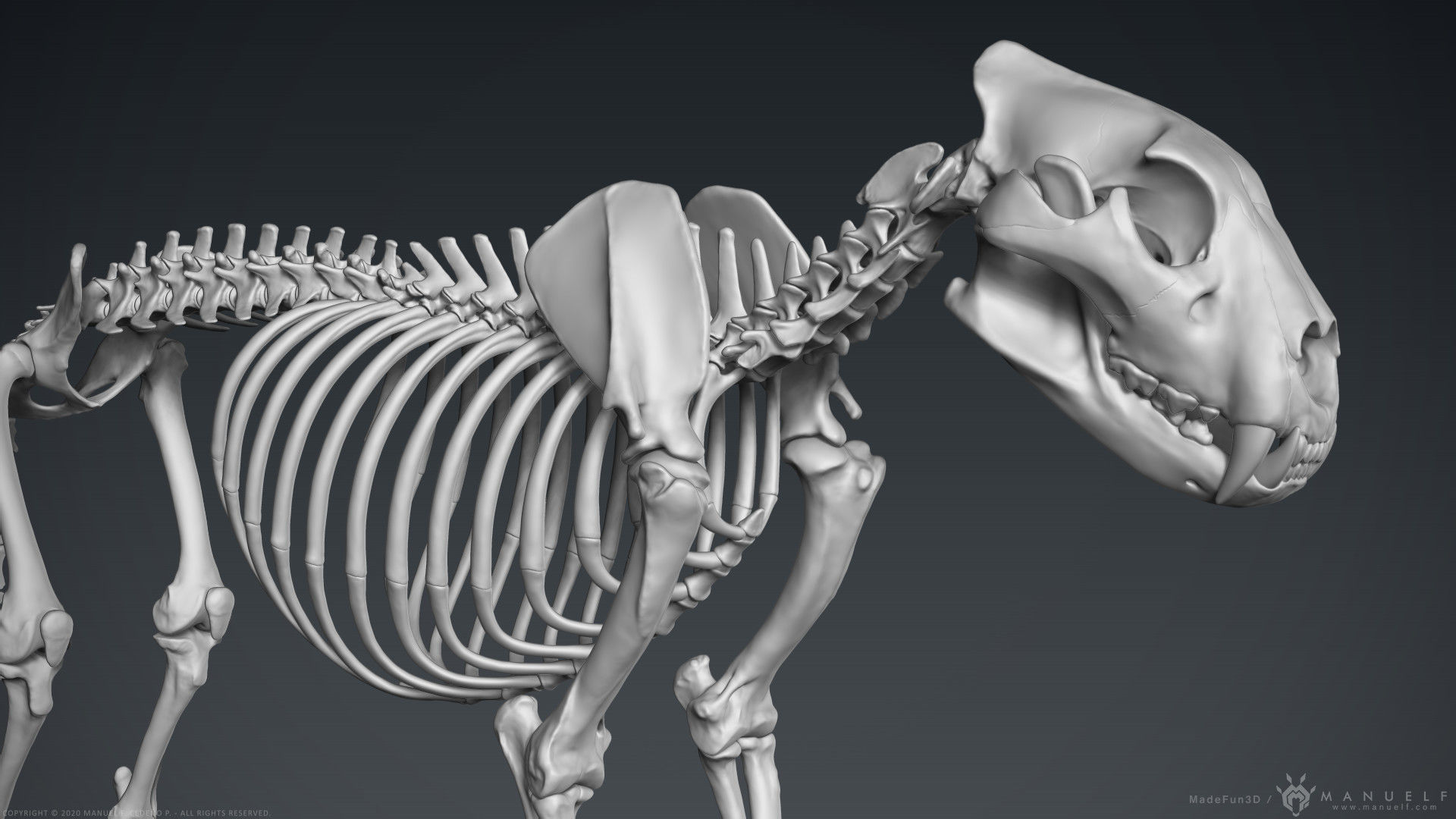3D Lion Skeleton Sculpture 3D model_7
