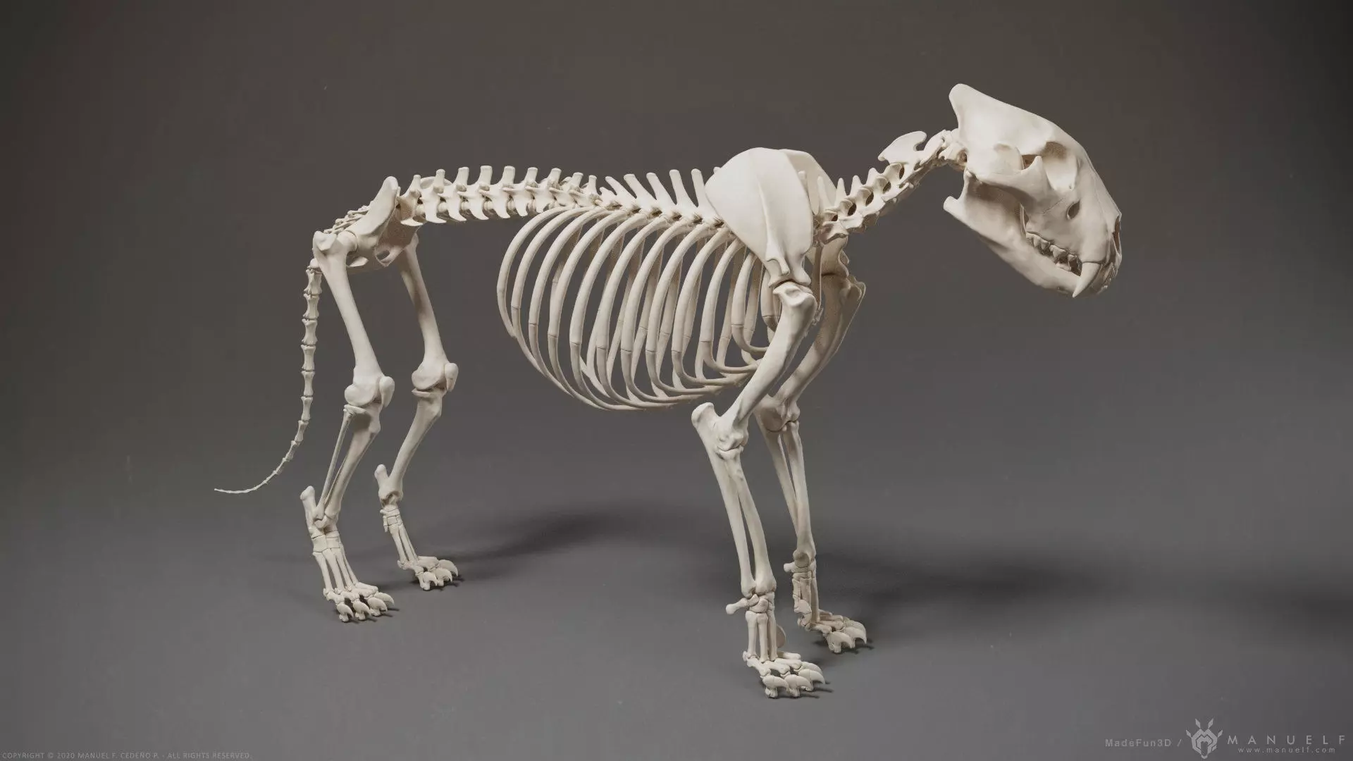3D Lion Skeleton Sculpture 3D model_0