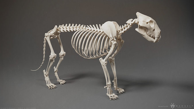 3D Lion Skeleton Sculpture 3D model