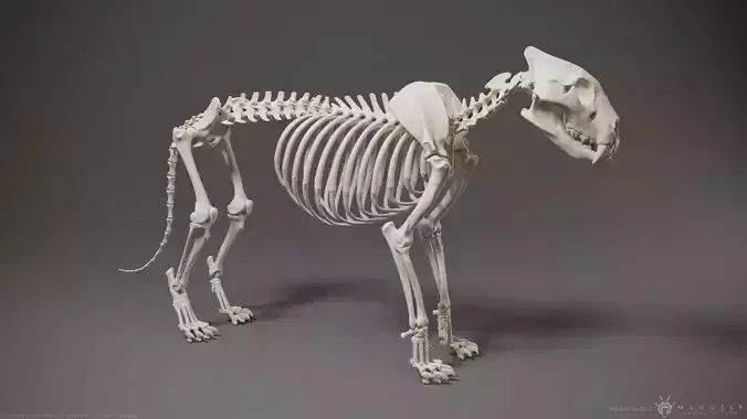 3D Lion Skeleton Sculpture 3D model