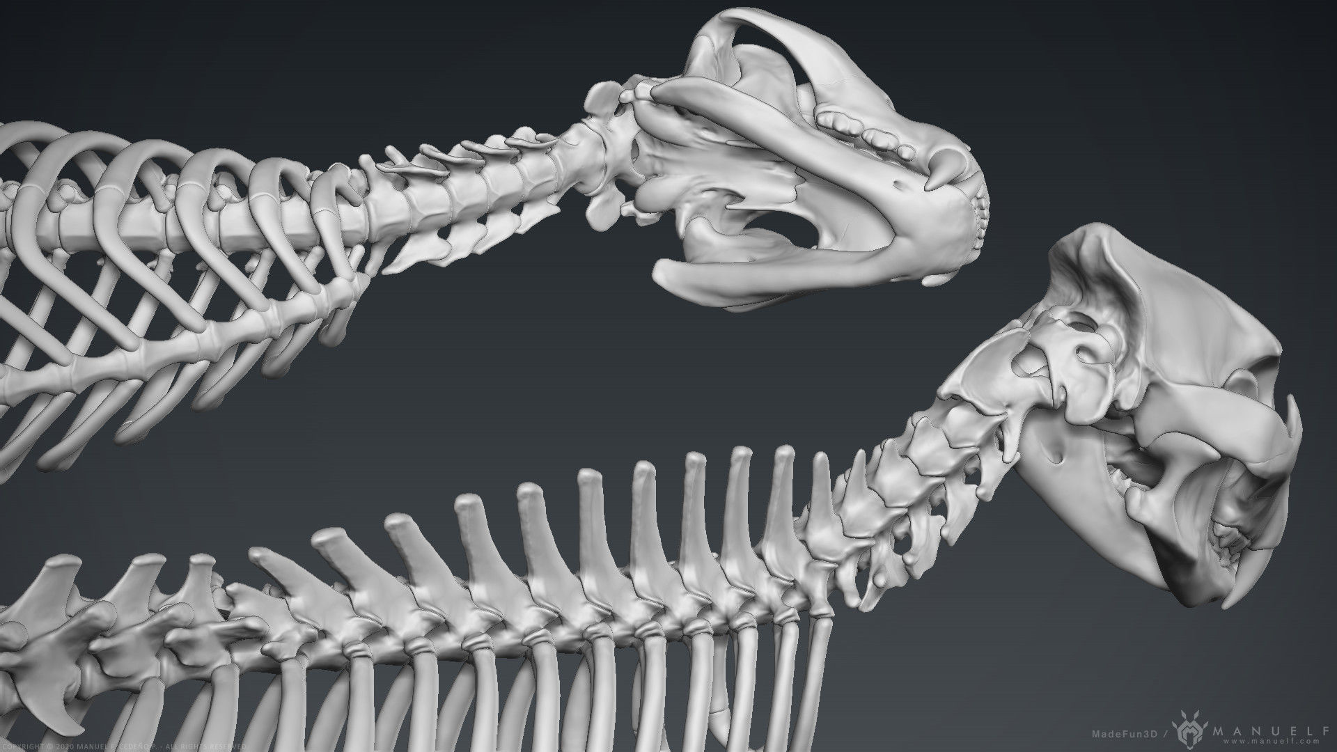 3D Lion Skeleton Sculpture 3D model_12