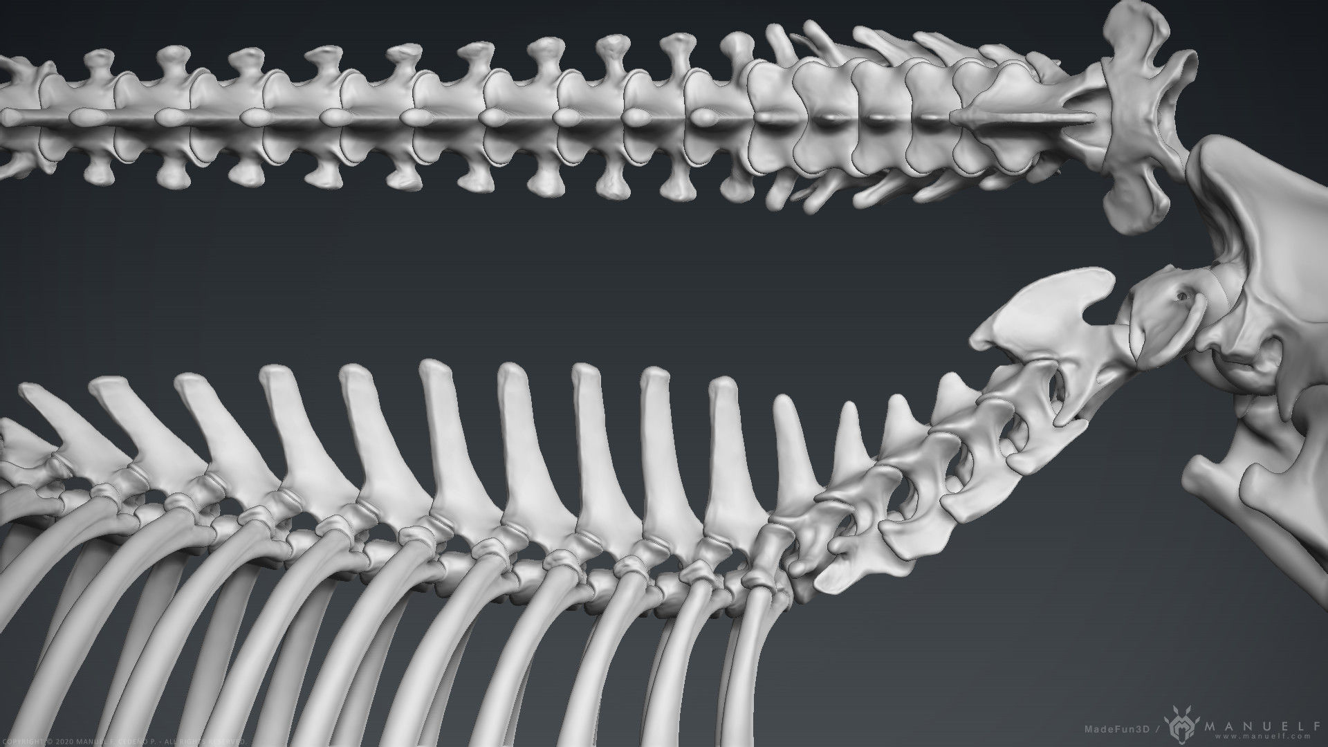 3D Lion Skeleton Sculpture 3D model_11