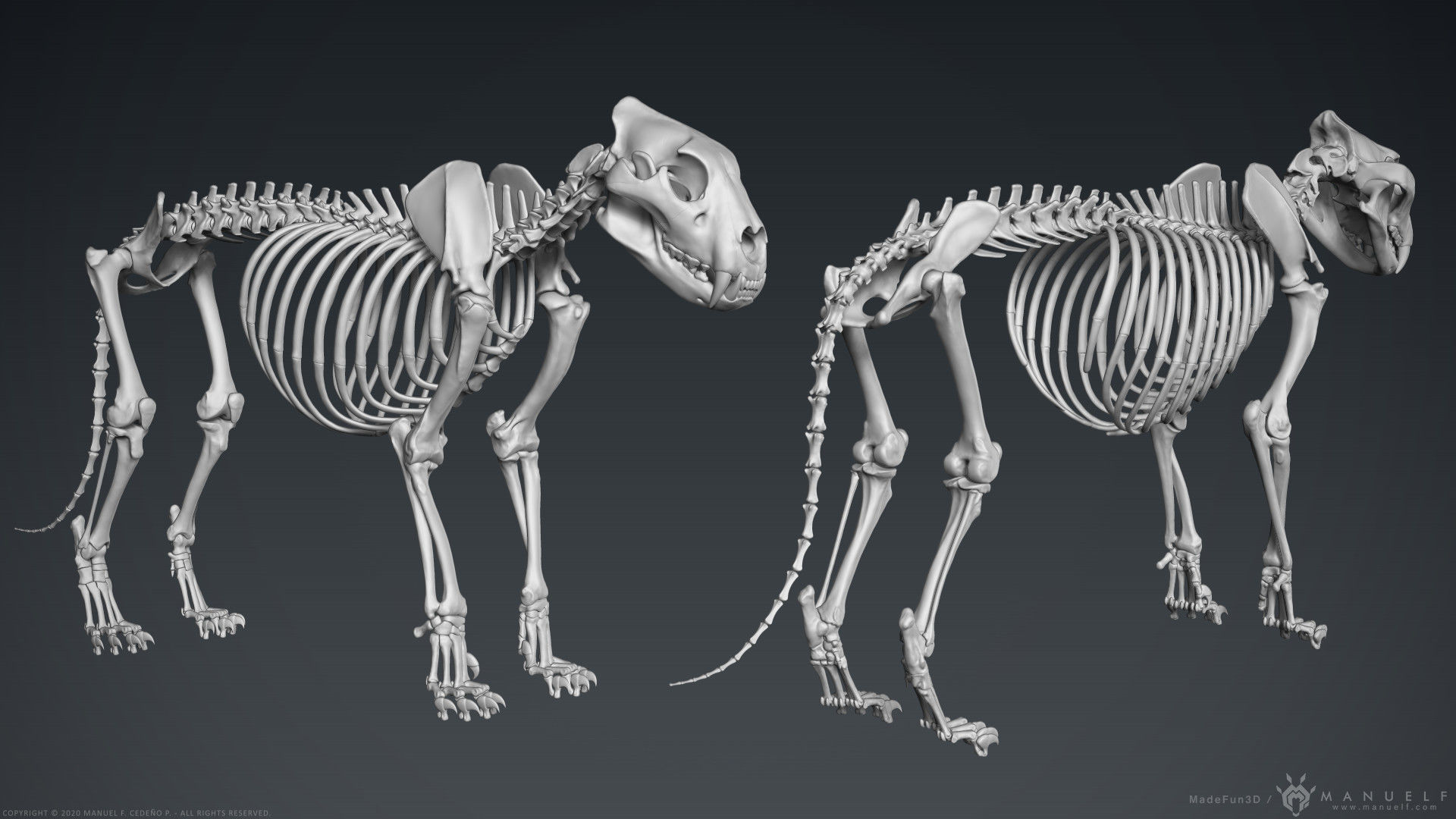 3D Lion Skeleton Sculpture 3D model_1