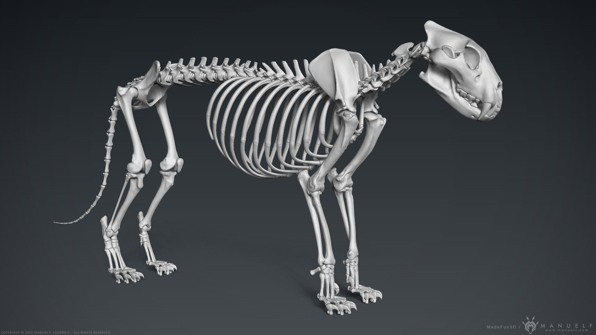 3D Lion Skeleton Sculpture 3D model_2