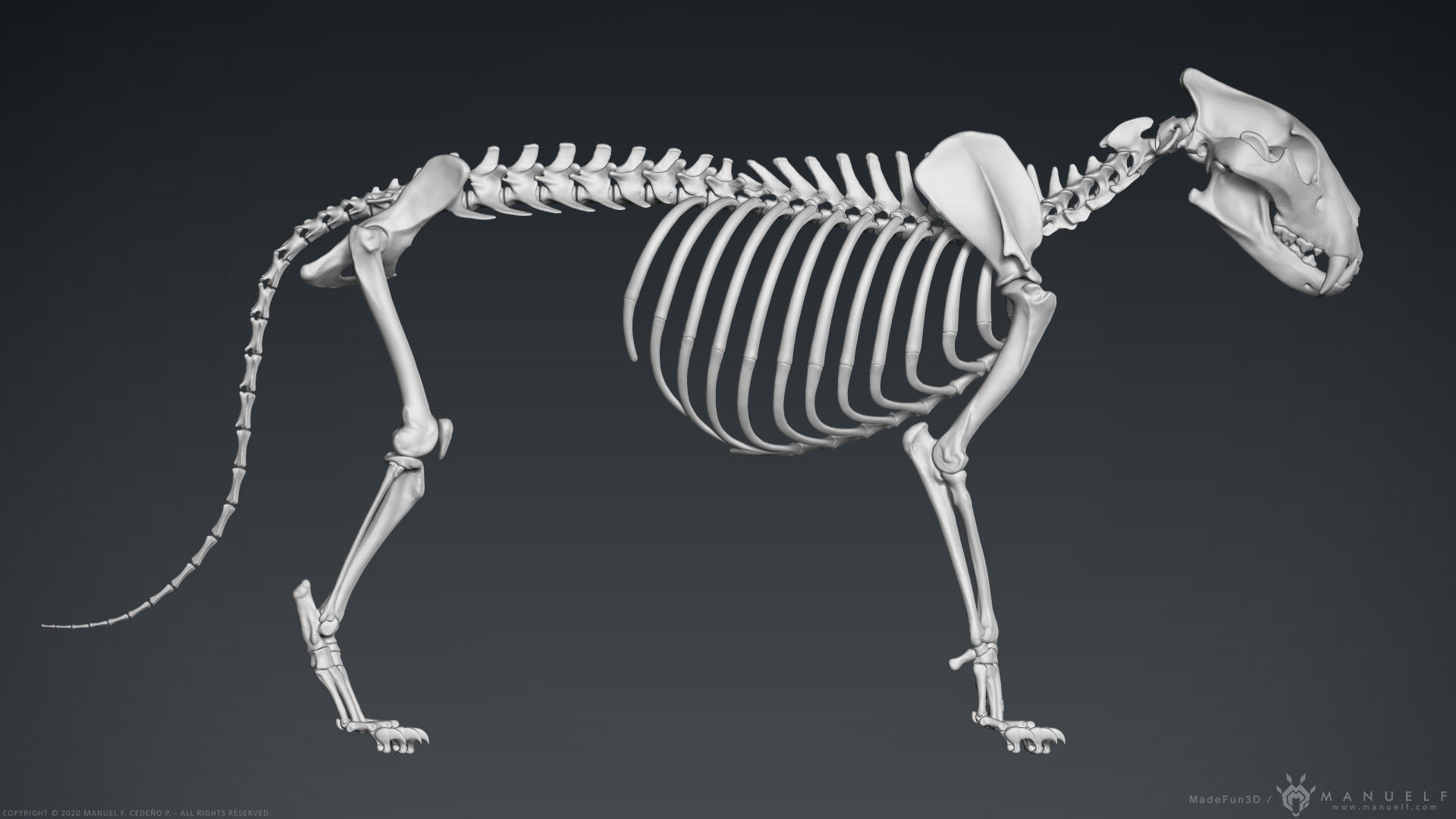 3D Lion Skeleton Sculpture 3D model_4
