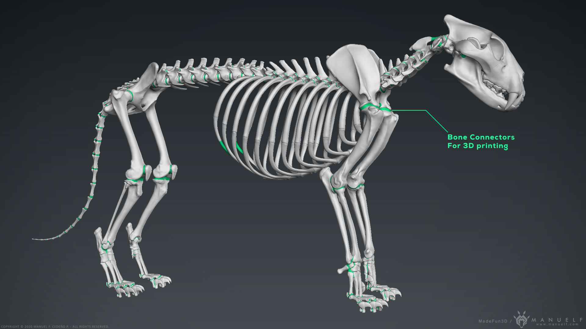 3D Lion Skeleton Sculpture 3D model_31