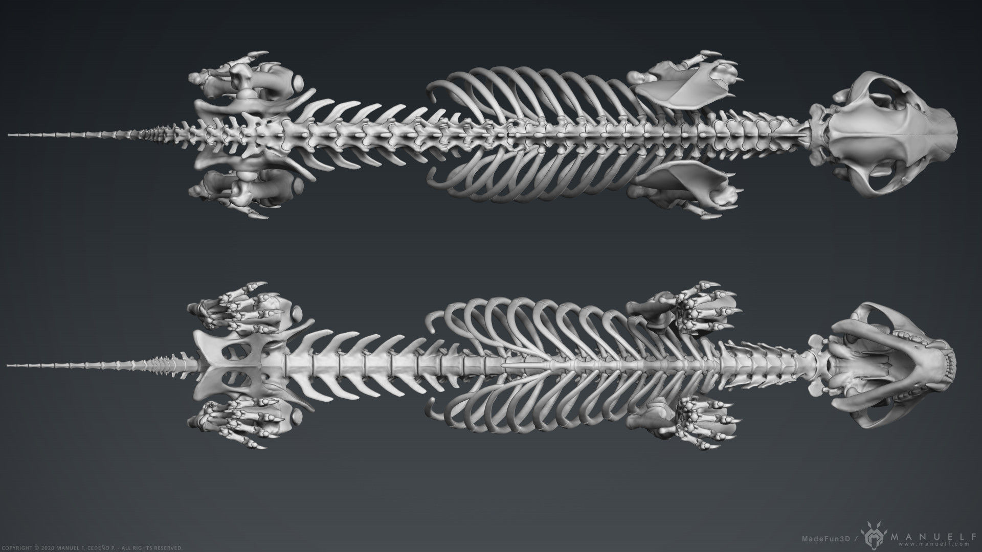 3D Lion Skeleton Sculpture 3D model_6