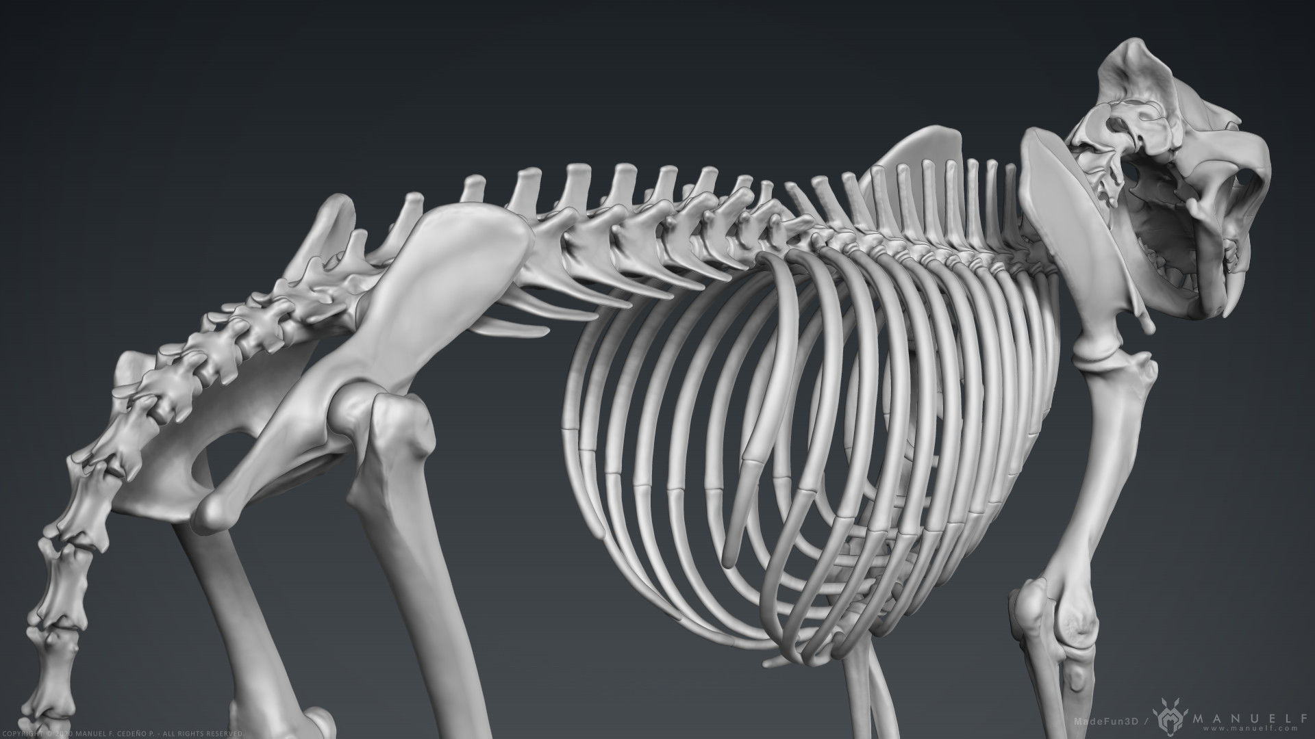 3D Lion Skeleton Sculpture 3D model_9