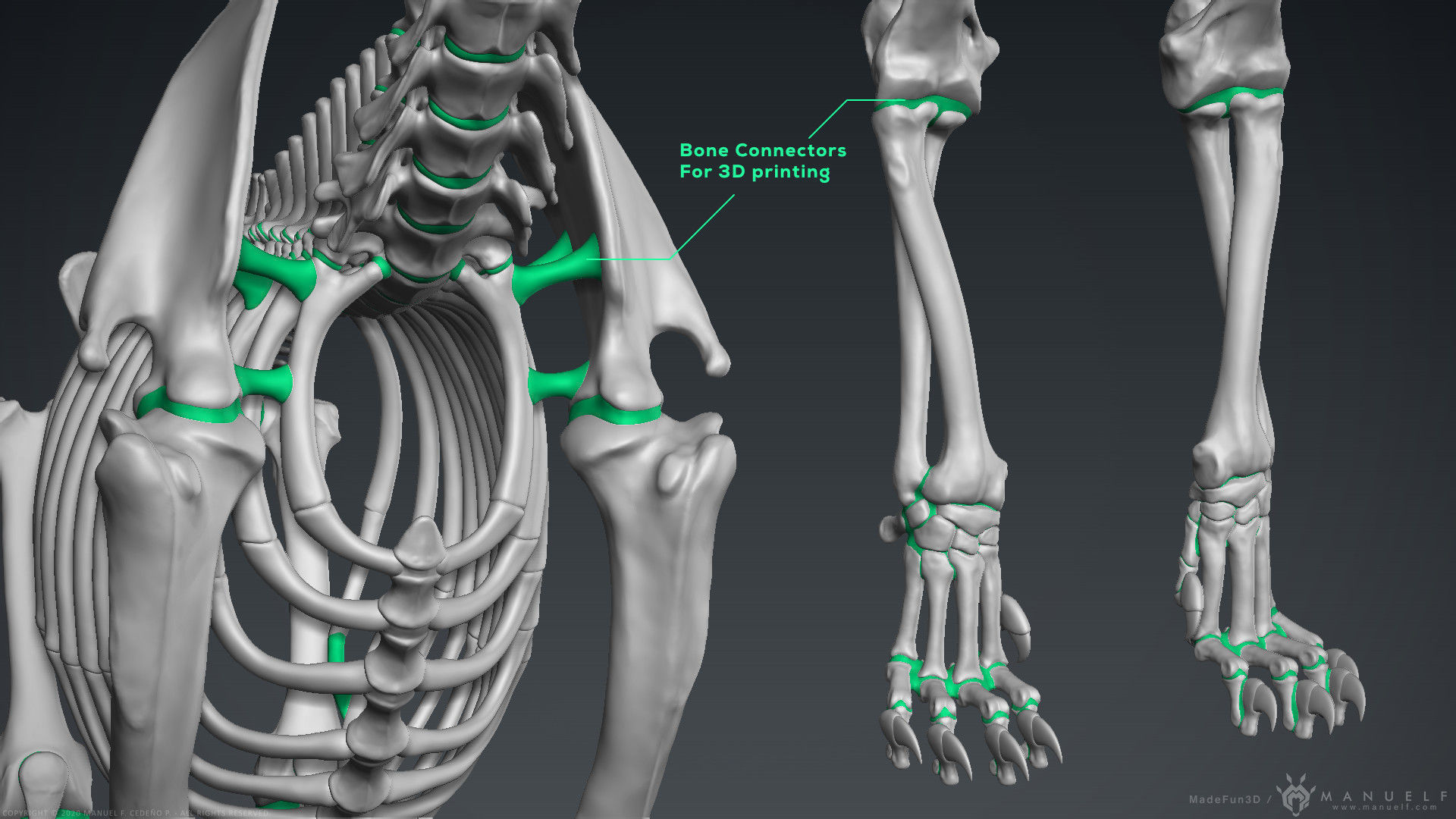 3D Lion Skeleton Sculpture 3D model_32