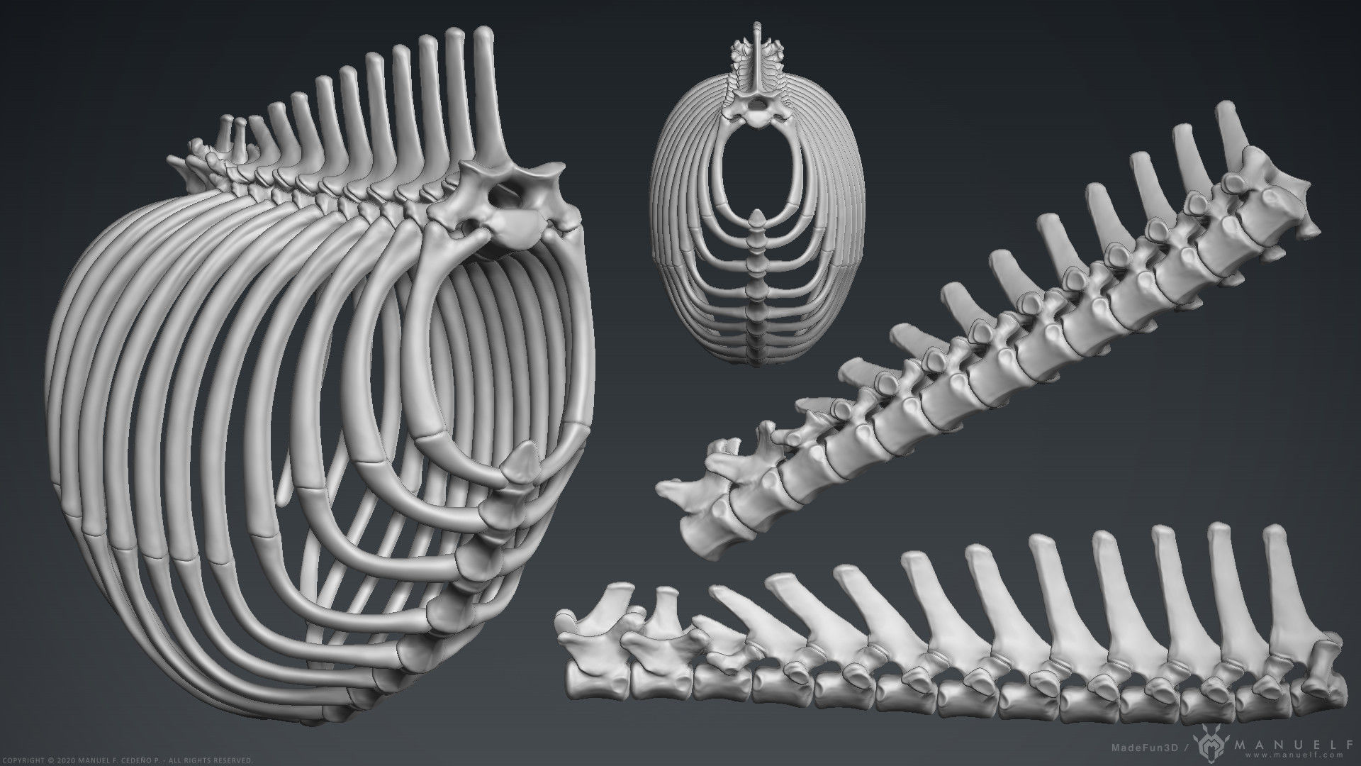 3D Lion Skeleton Sculpture 3D model_14