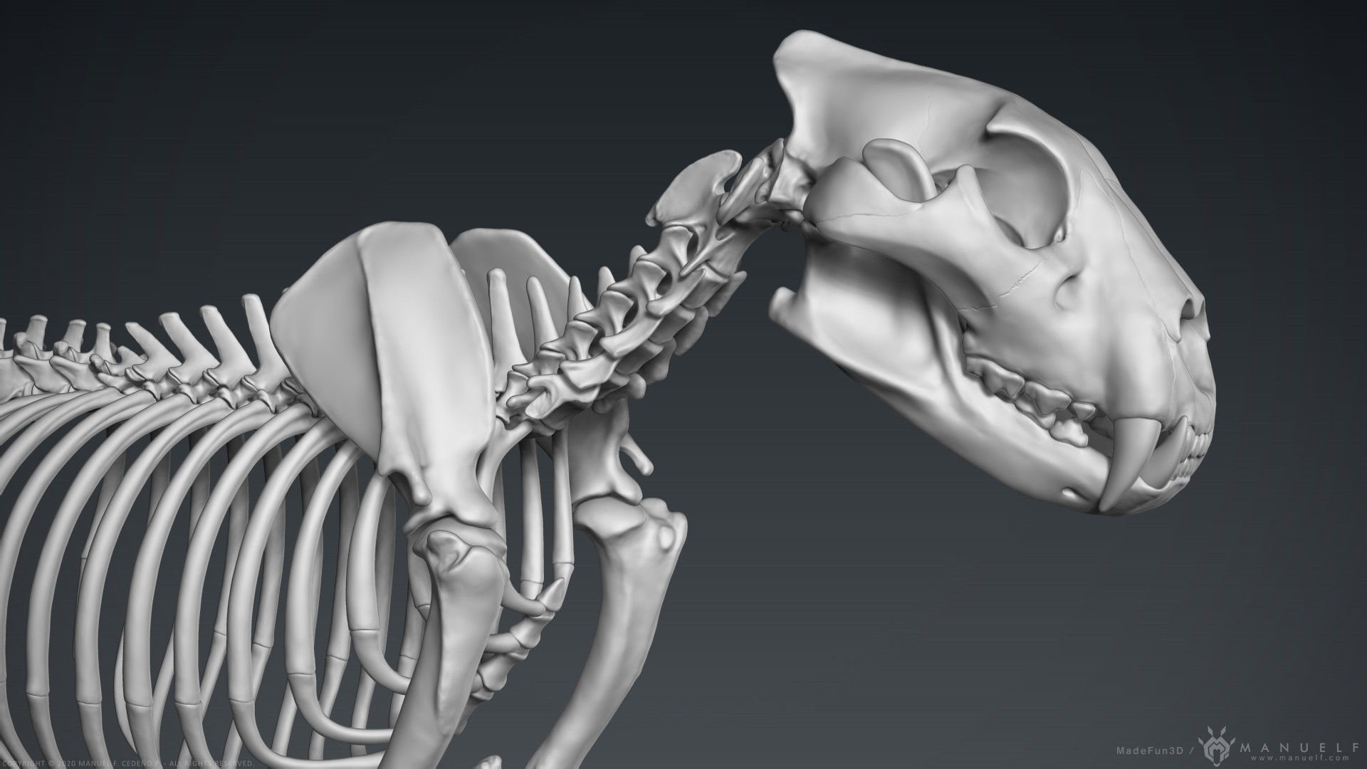 3D Lion Skeleton Sculpture 3D model_8
