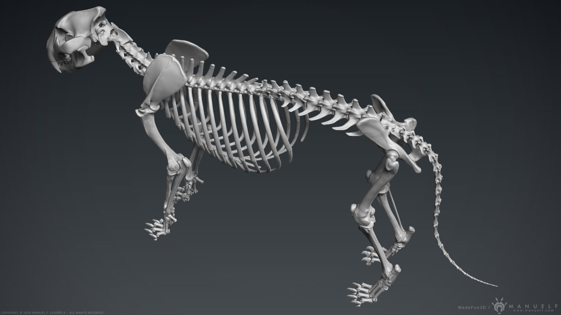 3D Lion Skeleton Sculpture 3D model_16