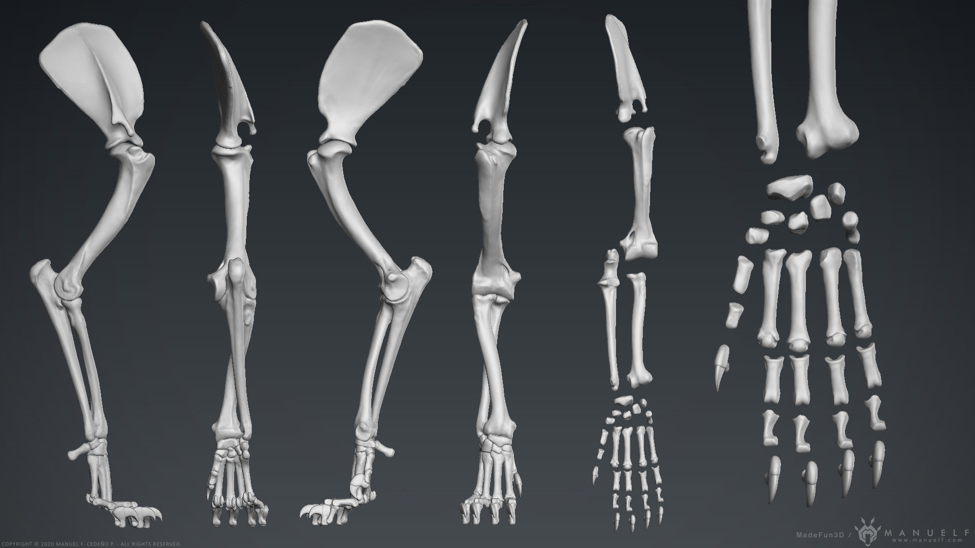 3D Lion Skeleton Sculpture 3D model_22