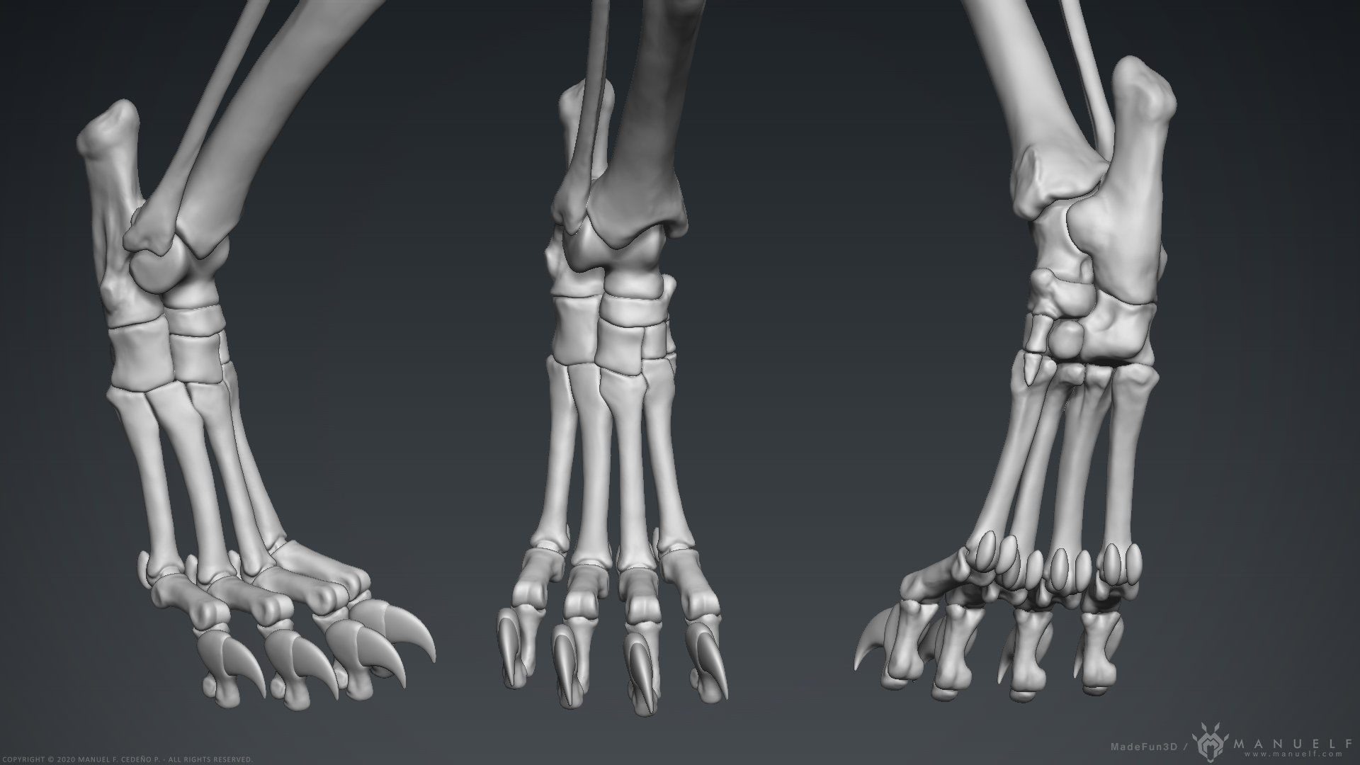 3D Lion Skeleton Sculpture 3D model_25