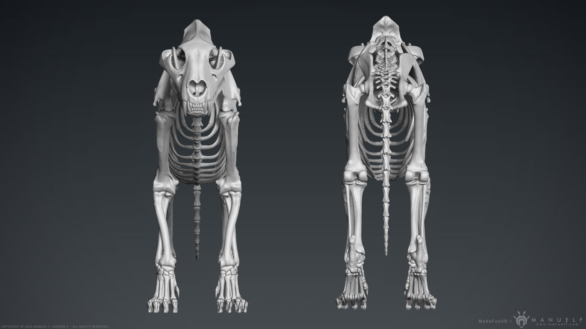 3D Lion Skeleton Sculpture 3D model_5