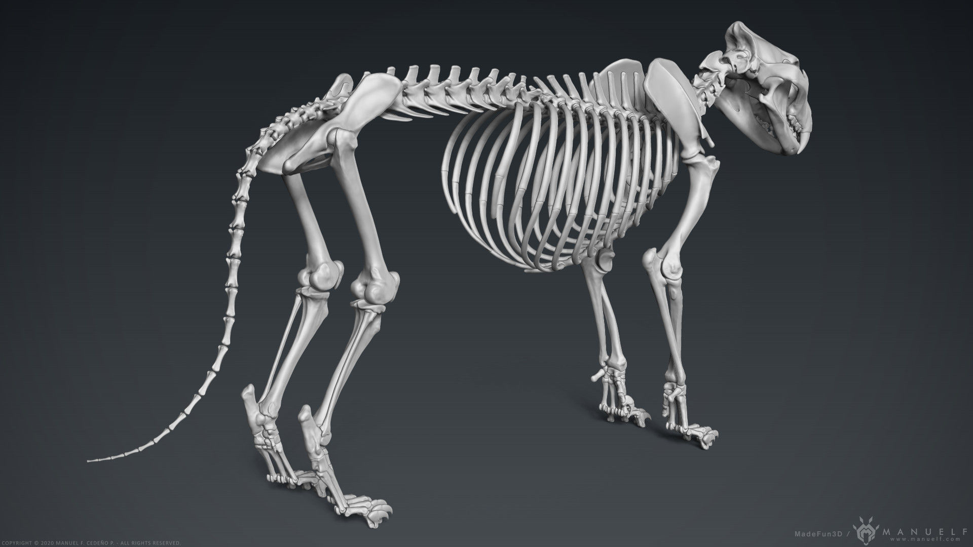 3D Lion Skeleton Sculpture 3D model_3