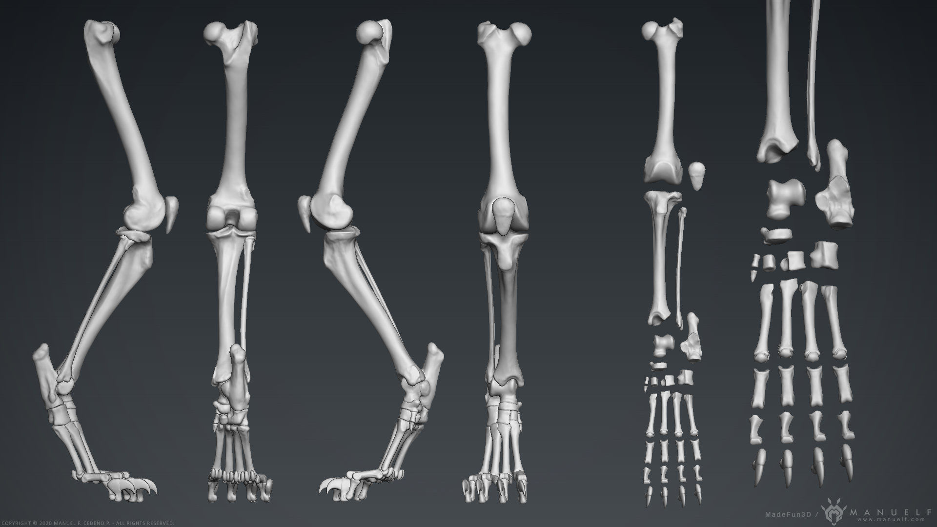 3D Lion Skeleton Sculpture 3D model_24