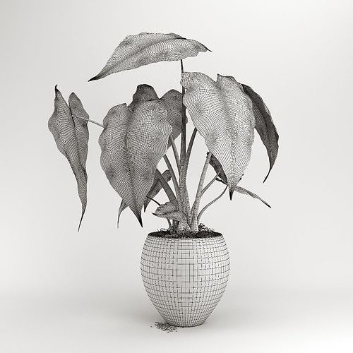Alokaziya plant in concrete pot 3D model