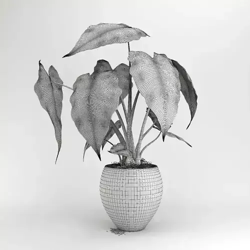 Alokaziya plant in concrete pot 3D model