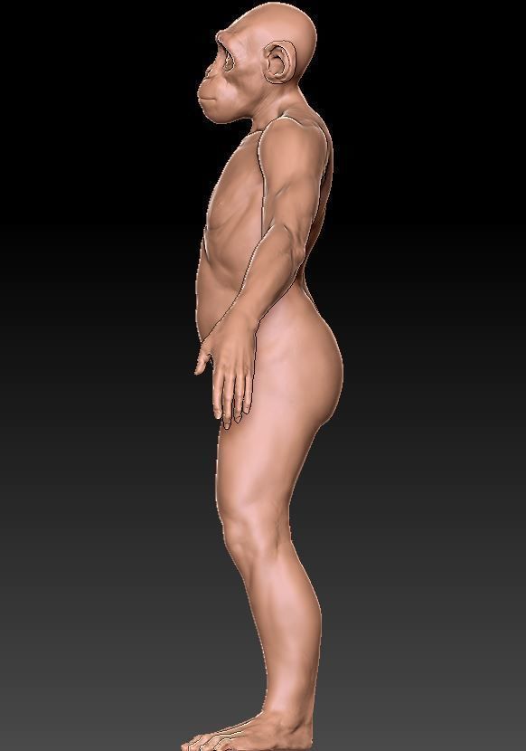 Monkey gameready PBR chimpanzee Low-poly 3D model_13