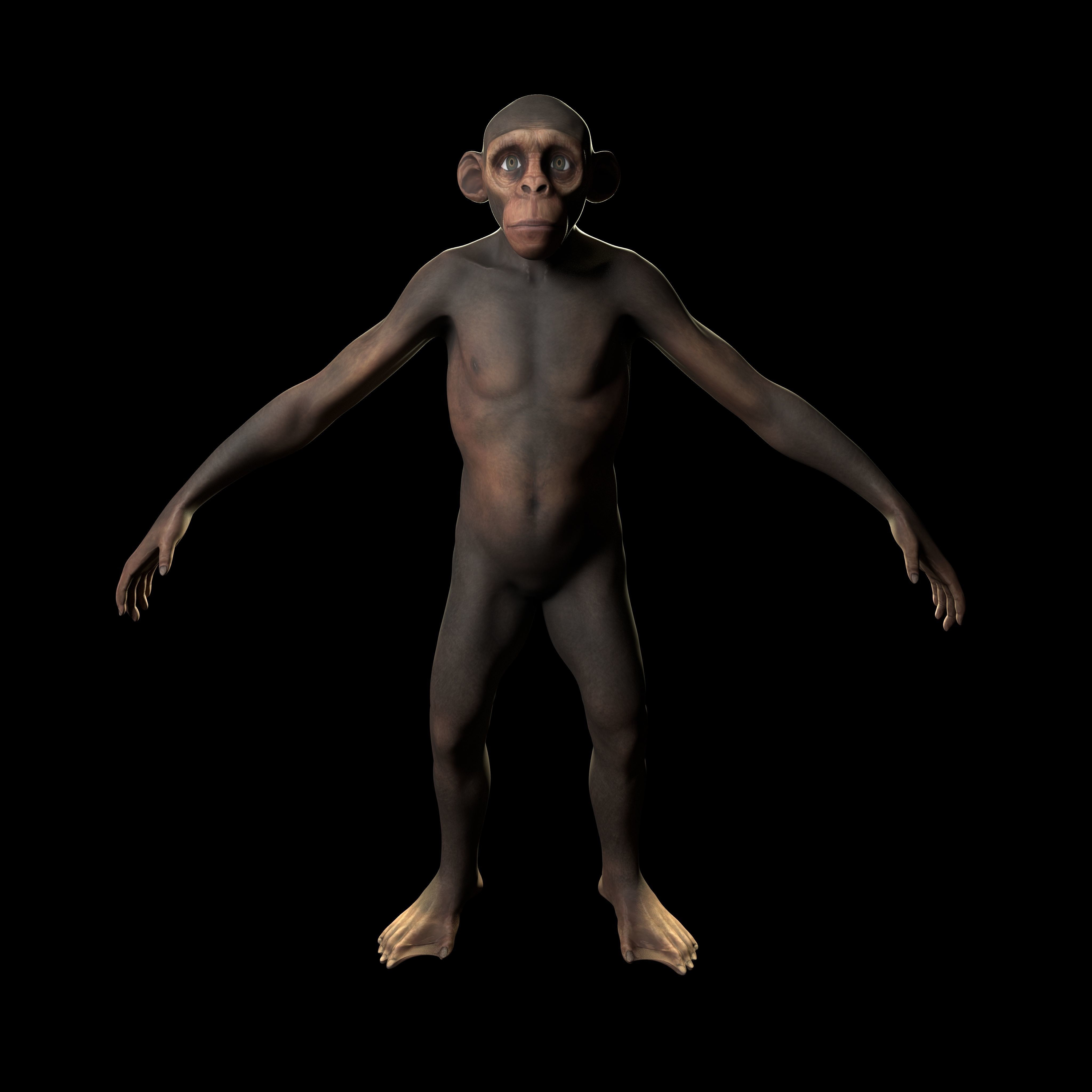 Monkey gameready PBR chimpanzee Low-poly 3D model_4