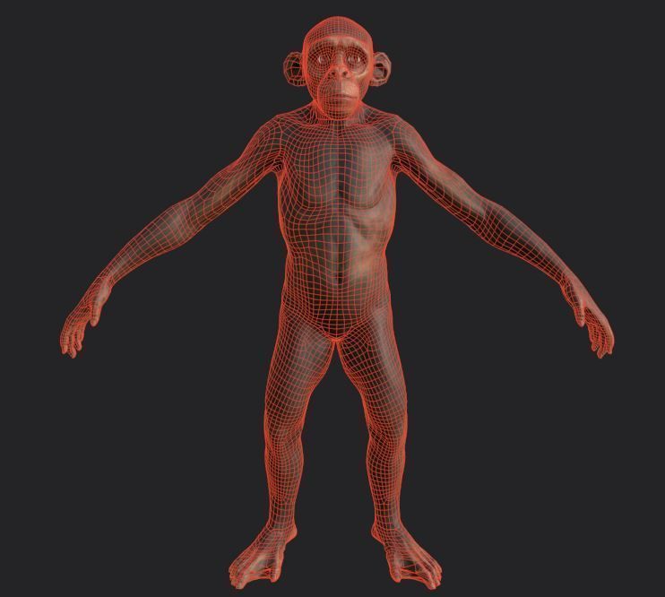 Monkey gameready PBR chimpanzee Low-poly 3D model_11