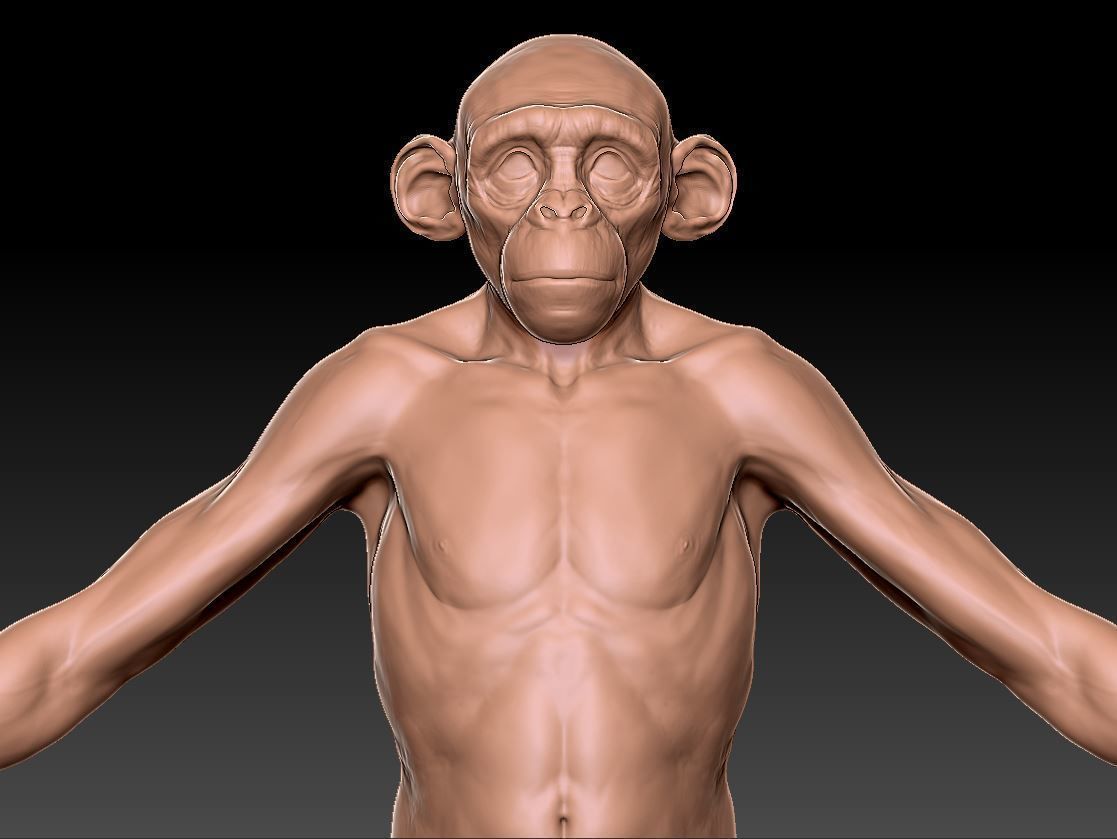 Monkey gameready PBR chimpanzee Low-poly 3D model_2