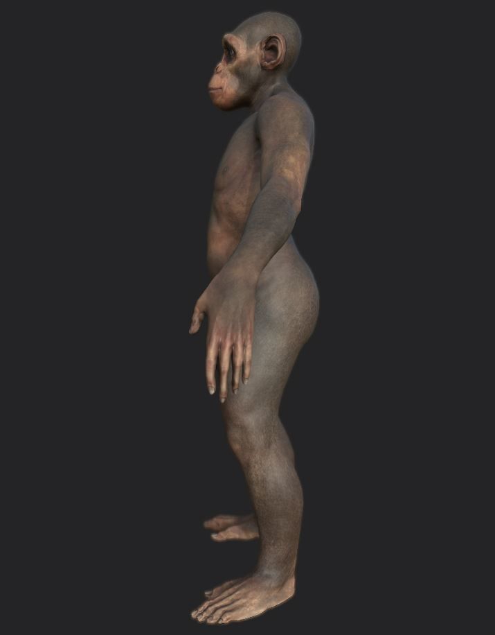 Monkey gameready PBR chimpanzee Low-poly 3D model_12